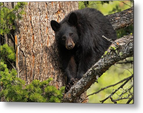 Black Bear Metal Print featuring the photograph High Above by Aaron Whittemore
