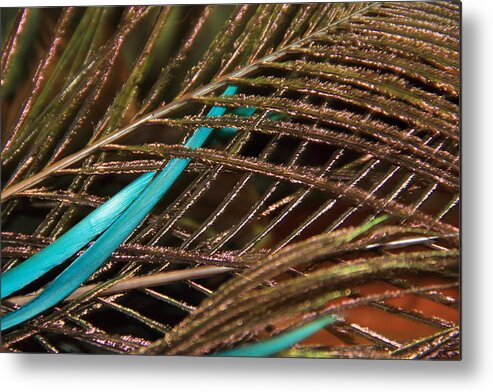 Peacock Metal Print featuring the photograph Abstract Feather by Angela Murdock