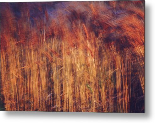 Abstract Metal Print featuring the photograph Abstract Grasses in the Evening by Toni Hopper