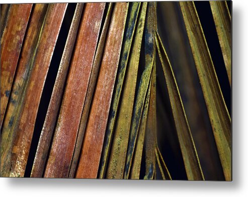 Photograph Metal Print featuring the photograph Abstract Palm Frond by Larah McElroy