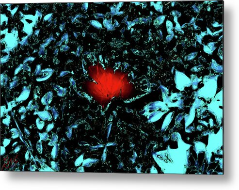 Abstract Metal Print featuring the photograph Abstract Poinsettia by Gina O'Brien