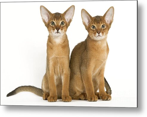 Cat Metal Print featuring the photograph Abyssinian Cats by Jean-Michel Labat