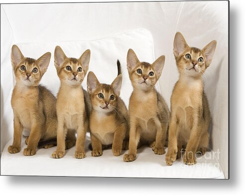 Cat Metal Print featuring the photograph Abyssinian Kittens by Jean-Michel Labat