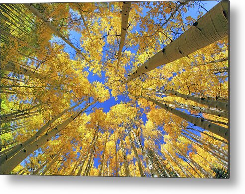 Aspen Trees Metal Print featuring the photograph Admiring Aspens - Colorado - Autumn by Jason Politte