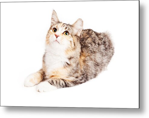 Adorable Metal Print featuring the photograph Adorable Calico Kitty Looking Up by Good Focused