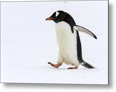 Neko Harbor Metal Print featuring the photograph Adult gentoo penguin waddling on snow by Karen Foley