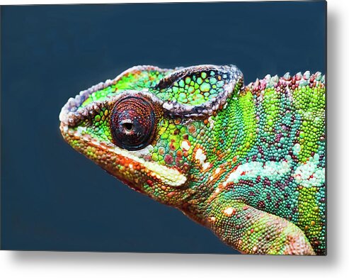 African Chameleon Metal Print featuring the photograph African Chameleon by Richard Goldman