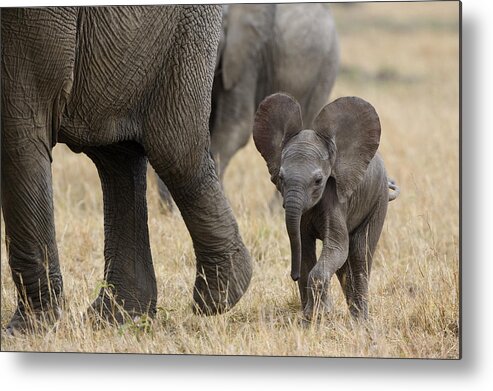 00784043 Metal Print featuring the photograph African Elephant Mother And Under 3 by Suzi Eszterhas