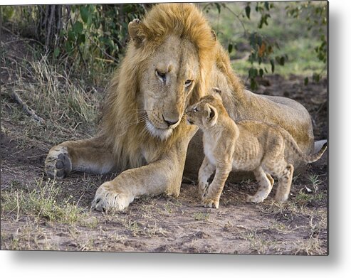 00761328 Metal Print featuring the photograph African Lion Cub Approaches Adult Male by Suzi Eszterhas