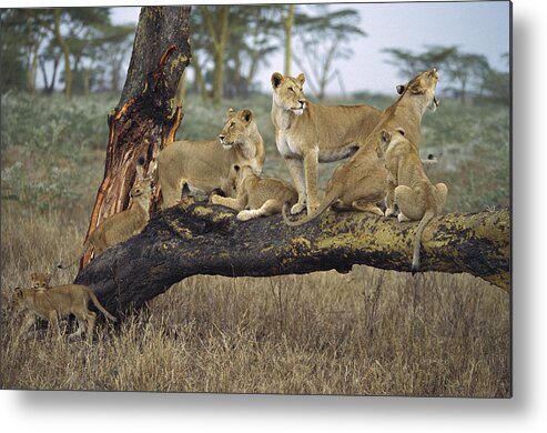 Mp Metal Print featuring the photograph African Lion Panthera Leo Family by Konrad Wothe