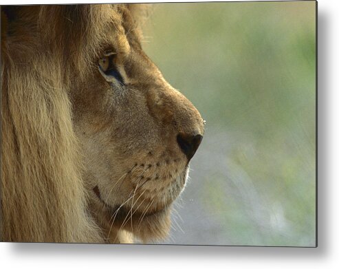 Mp Metal Print featuring the photograph African Lion Panthera Leo Male Portrait by Zssd