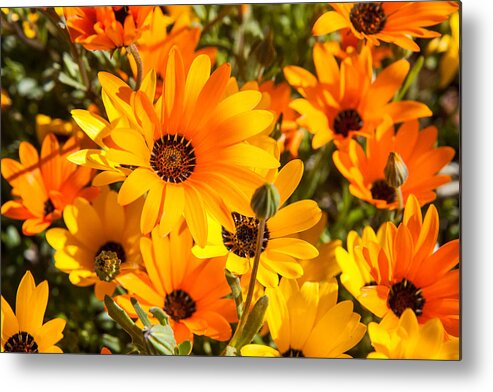 African Daisies Metal Print featuring the photograph African orange and yellow daisies by Dina Calvarese