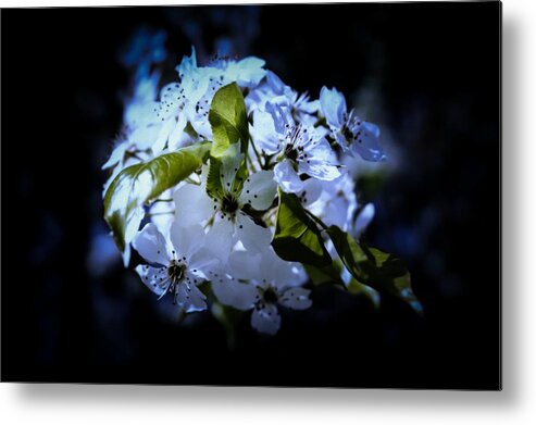 Bloom Metal Print featuring the photograph After Midnight by Alison Frank