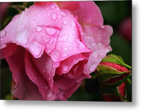 Rose Metal Print featuring the photograph After the spring rain by Rumiana Nikolova