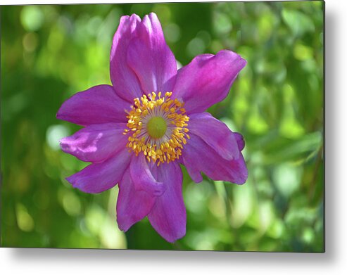 Japanese Anemone Metal Print featuring the photograph Afternoon Light by Terence Davis