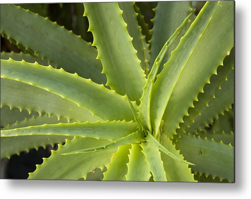 00429844 Metal Print featuring the photograph Agave Big Sur California by Sebastian Kennerknecht