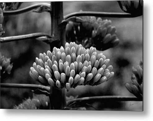 Agave Metal Print featuring the photograph Agave Buds by Vicki Pelham