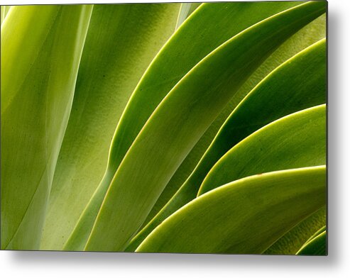 Plant Metal Print featuring the photograph Agave by Eric Foltz