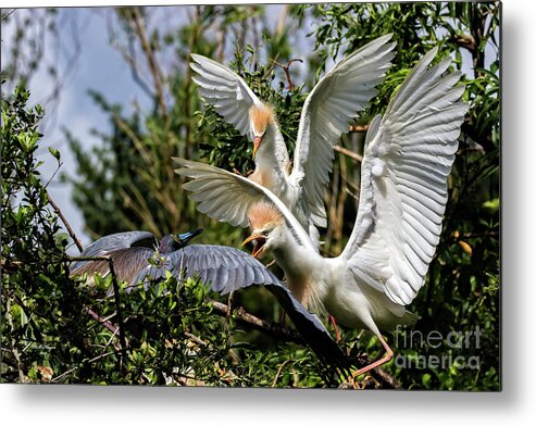 Egrets Metal Print featuring the photograph Aggression Between Cattle Egrets and Tricolored Heron by DB Hayes