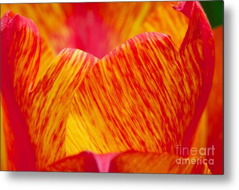 Red Metal Print featuring the photograph Aglow by Jim Gillen