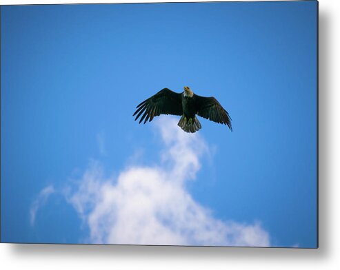 Bald Eagle Metal Print featuring the photograph Air Show by Steve L'Italien