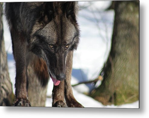 Wolf Metal Print featuring the photograph Alaskan Tundra Wolf by Azthet Photography