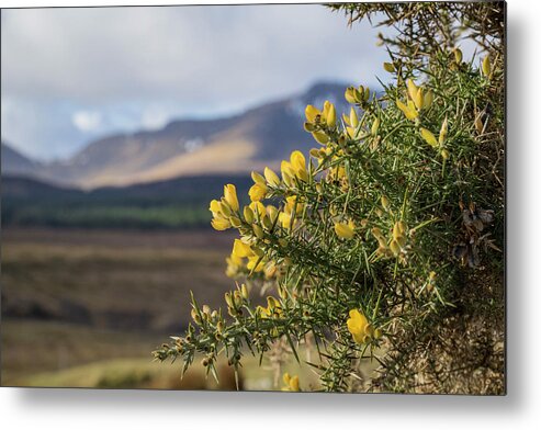Gorse Metal Print featuring the photograph Alba by Holly Ross