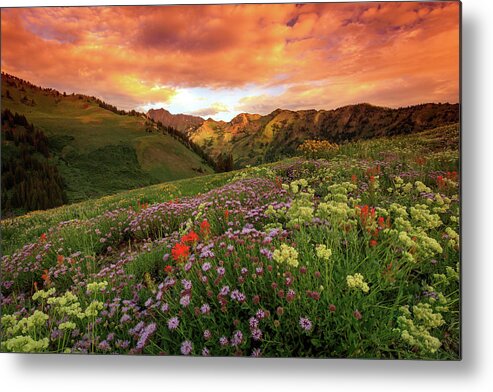 Alta Metal Print featuring the photograph Albion Basin Golden Sunrise by Wasatch Light