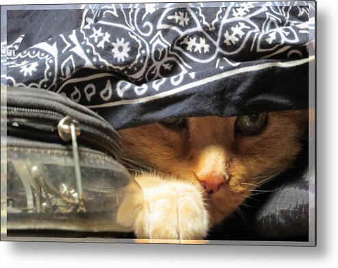 Cat Metal Print featuring the photograph Alias Johnny Cat Depp by Feather Redfox