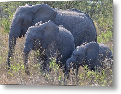 Africa Metal Print featuring the photograph All in the Family by Jeff at JSJ Photography