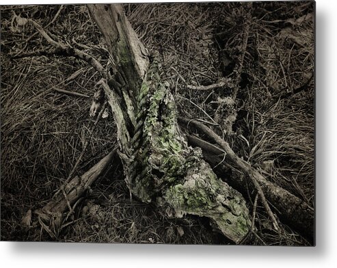 Tree Limb Metal Print featuring the photograph All That Remains by Sue Capuano