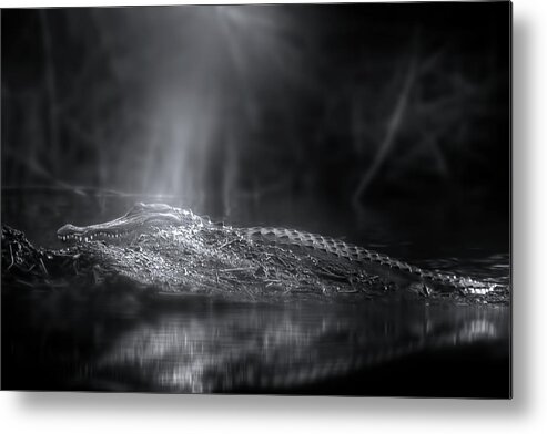 Alligator Metal Print featuring the photograph Alligator Island by Mark Andrew Thomas