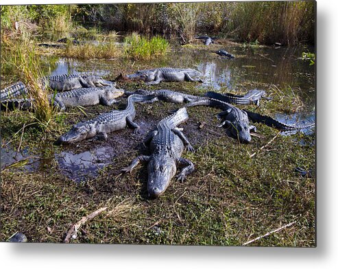 Nature Metal Print featuring the photograph Alligators 280 by Michael Fryd
