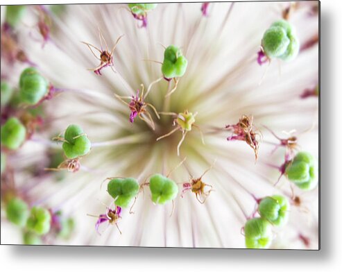 Allium Metal Print featuring the photograph Allium Zoom by Diane Fifield