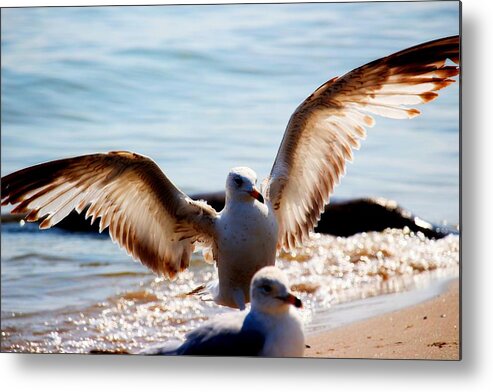 Bird Metal Print featuring the photograph Almost an Angel by Amanda Struz