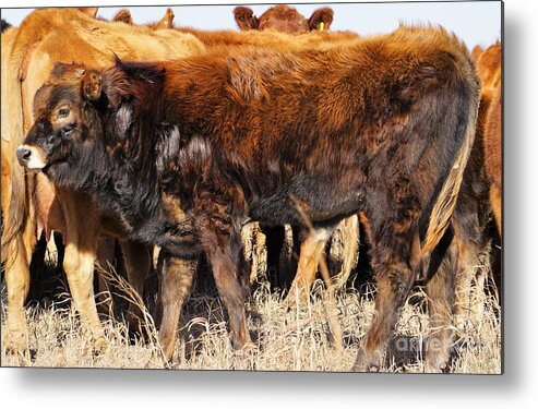 Calf Metal Print featuring the photograph Almost as Tall by Merle Grenz