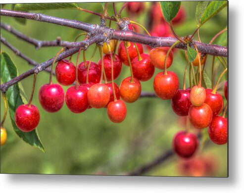 Door County Metal Print featuring the photograph Almost Ripe by Paul Schultz