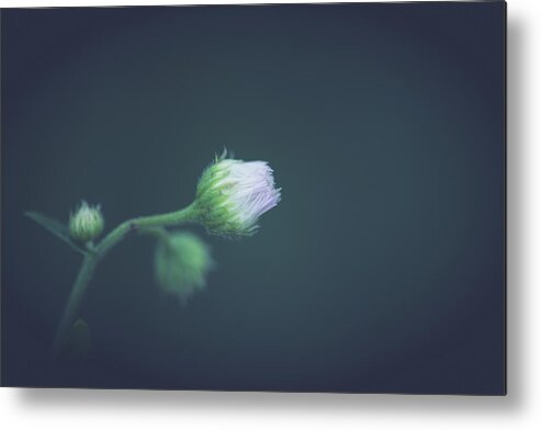 Flower Metal Print featuring the photograph Alone In Dreams by Shane Holsclaw
