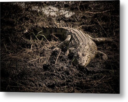 Wildlife Metal Print featuring the photograph Alone in the dark by Robert Grac