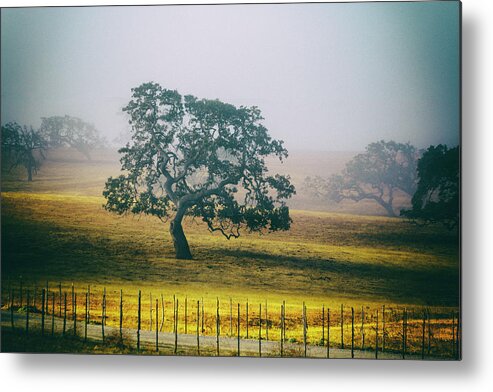  Metal Print featuring the photograph Along The Path by Mike Trueblood