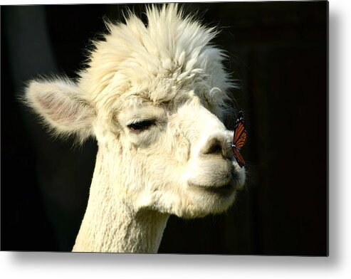 Alpaca Metal Print featuring the photograph Alpaca Meets Butterfly by Ally White