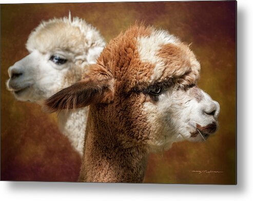 Huacaya Metal Print featuring the photograph Alpacas #1 by George Robinson