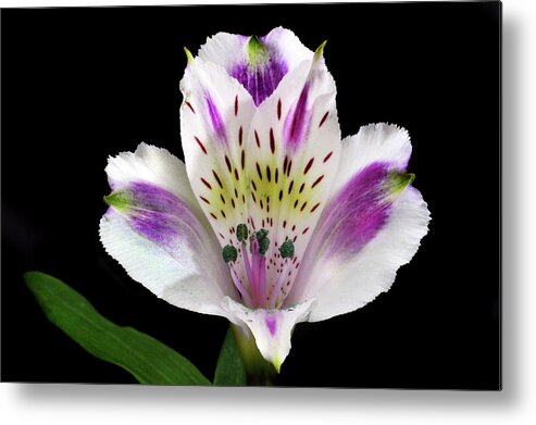 Peruvian Lily Metal Print featuring the photograph Alstroemeria Portrait. by Terence Davis