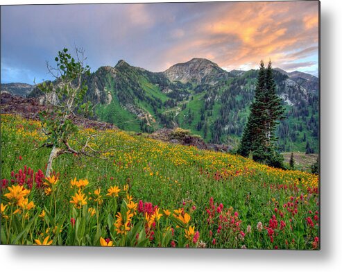 Wildflower Metal Print featuring the photograph Alta Wildflowers and Sunset by Brett Pelletier