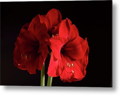 Amaryllis Metal Print featuring the photograph Amaryllis by Jeff Townsend