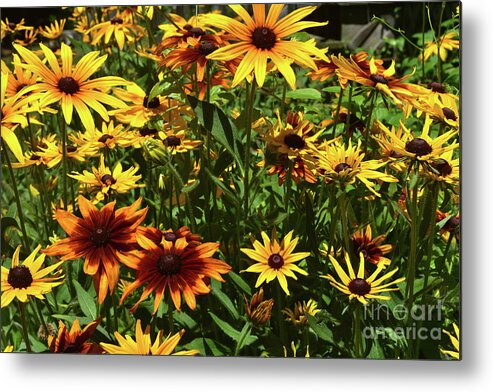 Black-eyed-susan Metal Print featuring the photograph Amazing Colors of these Black Eyed Susans by DejaVu Designs