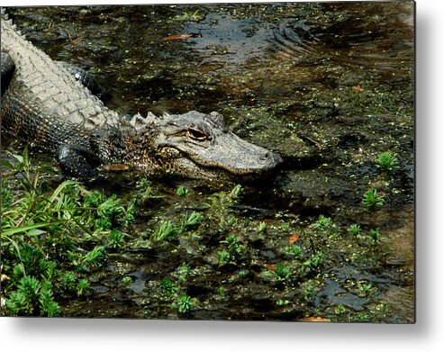 Alligator Metal Print featuring the photograph American Alligator 2 by David Weeks