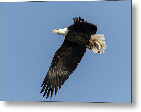 American Bald Eagle Metal Print featuring the photograph American Bald Eagle 2017-4 by Thomas Young