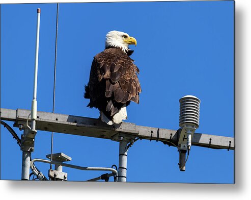 Bald Eagle Metal Print featuring the photograph American Bald Eagle on Communication Tower by David Gn