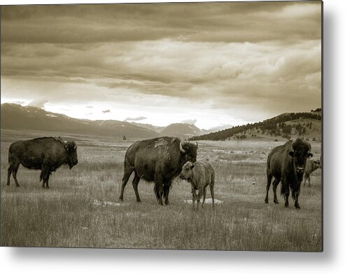 American West Metal Print featuring the photograph American Bison Calf and Cow by Chris Bordeleau